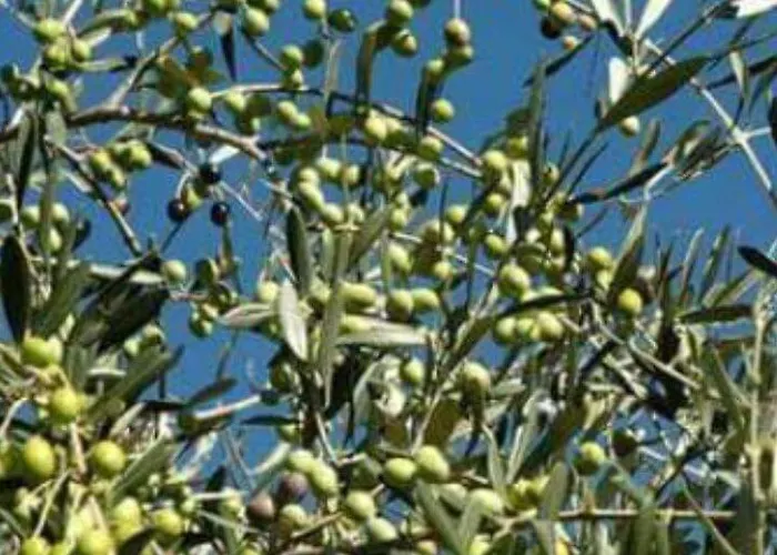 Edy Lejlighedshotel 3*