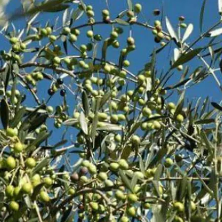 Edy アパートホテル 3*